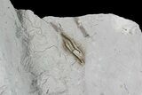 Ediacaran Aged Fossil Worms (Sabellidites) - Estonia #73525-3
